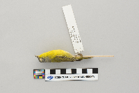 Vermivora ruficapilla image