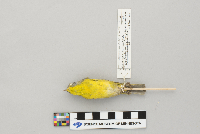 Vermivora ruficapilla image