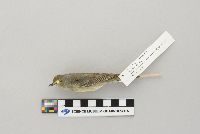 Vermivora celata image