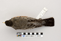 thumbnail image of current specimen