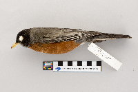 thumbnail image of current specimen