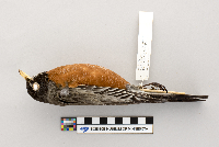thumbnail image of current specimen