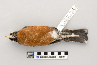 thumbnail image of current specimen