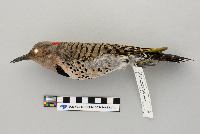 Colaptes auratus image