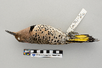 Colaptes auratus image