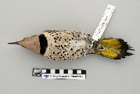 Colaptes auratus image