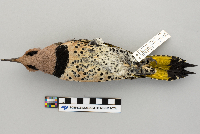 Colaptes auratus image