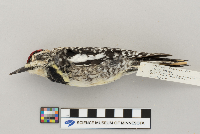 Sphyrapicus varius image