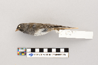 Thumbnail image of current specimen