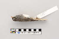 Thumbnail image of current specimen