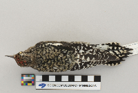 Sphyrapicus varius image