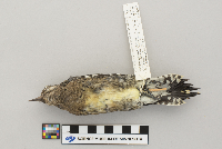 Sphyrapicus varius image