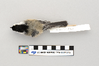 Poecile atricapillus image