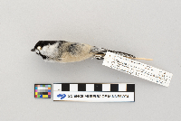 Poecile atricapillus image
