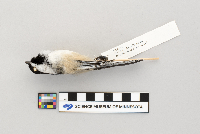 Poecile atricapillus image