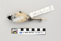 Poecile atricapillus image