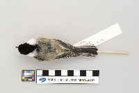 Poecile atricapillus image