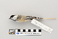 Poecile atricapillus image