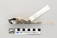 Poecile atricapillus image