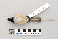 Poecile atricapillus image