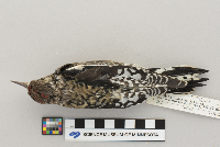 Sphyrapicus varius image