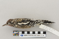 Sphyrapicus varius image