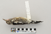 Sphyrapicus varius image