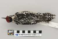 Sphyrapicus varius image