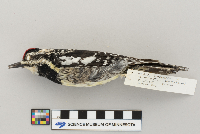 Sphyrapicus varius image