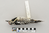 Sphyrapicus varius image