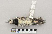 Sphyrapicus varius image