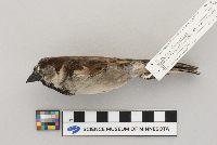 Passer domesticus image