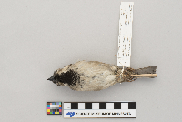 Passer domesticus image