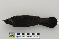 Agelaius phoeniceus image