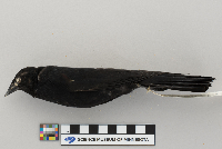 Agelaius phoeniceus image