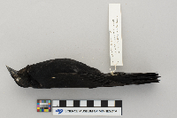 Agelaius phoeniceus image