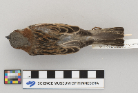 Passer domesticus image