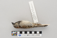 Passer domesticus image