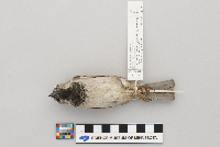 Passer domesticus image