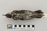 Sphyrapicus varius image