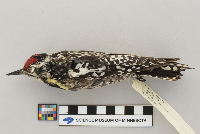 Sphyrapicus varius image