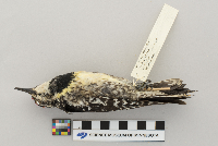 Sphyrapicus varius image