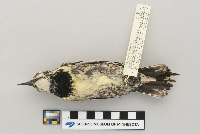 Sphyrapicus varius image