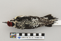 Sphyrapicus varius image