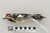 Sphyrapicus varius image