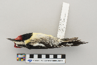 Sphyrapicus varius image