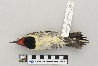 Sphyrapicus varius image