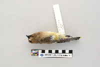 Thumbnail image of current specimen