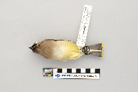 Thumbnail image of current specimen