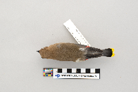 Bombycilla cedrorum image